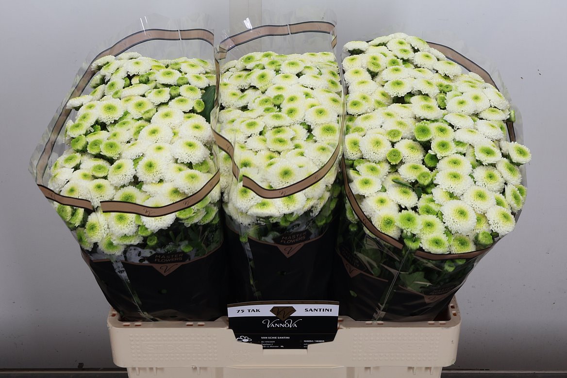 Chrysanth Santini Maverick White 55cm 60gr.