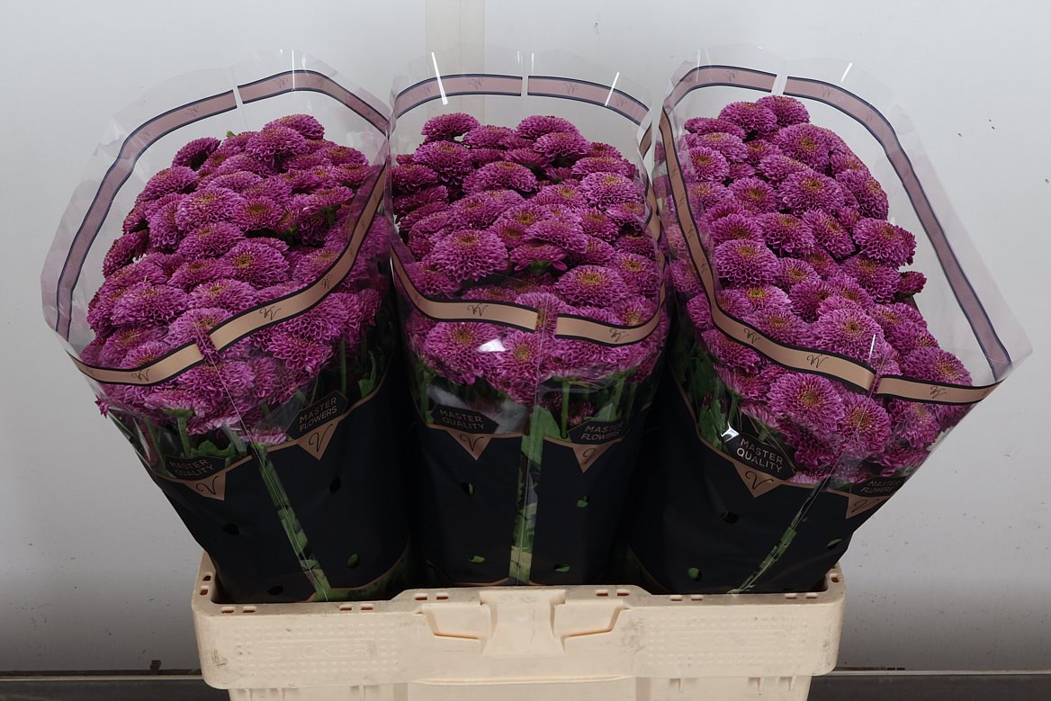Chrysanth Santini Antonelli 55cm