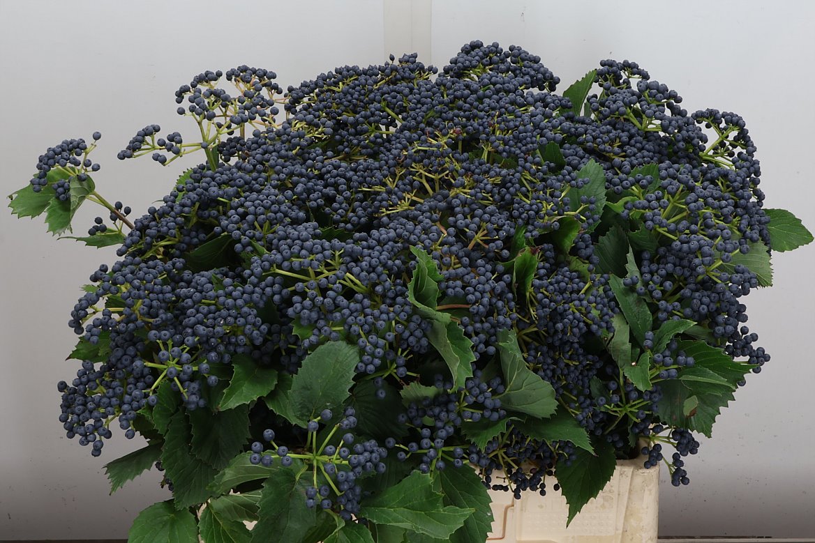 Viburnum Dark Blue Hermania 60cm 3-hd
