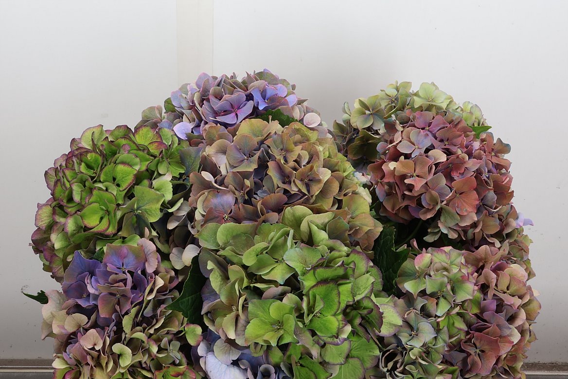 Hydrangea Glowing Alps Purple Classic 40cm 14-16cm Hd