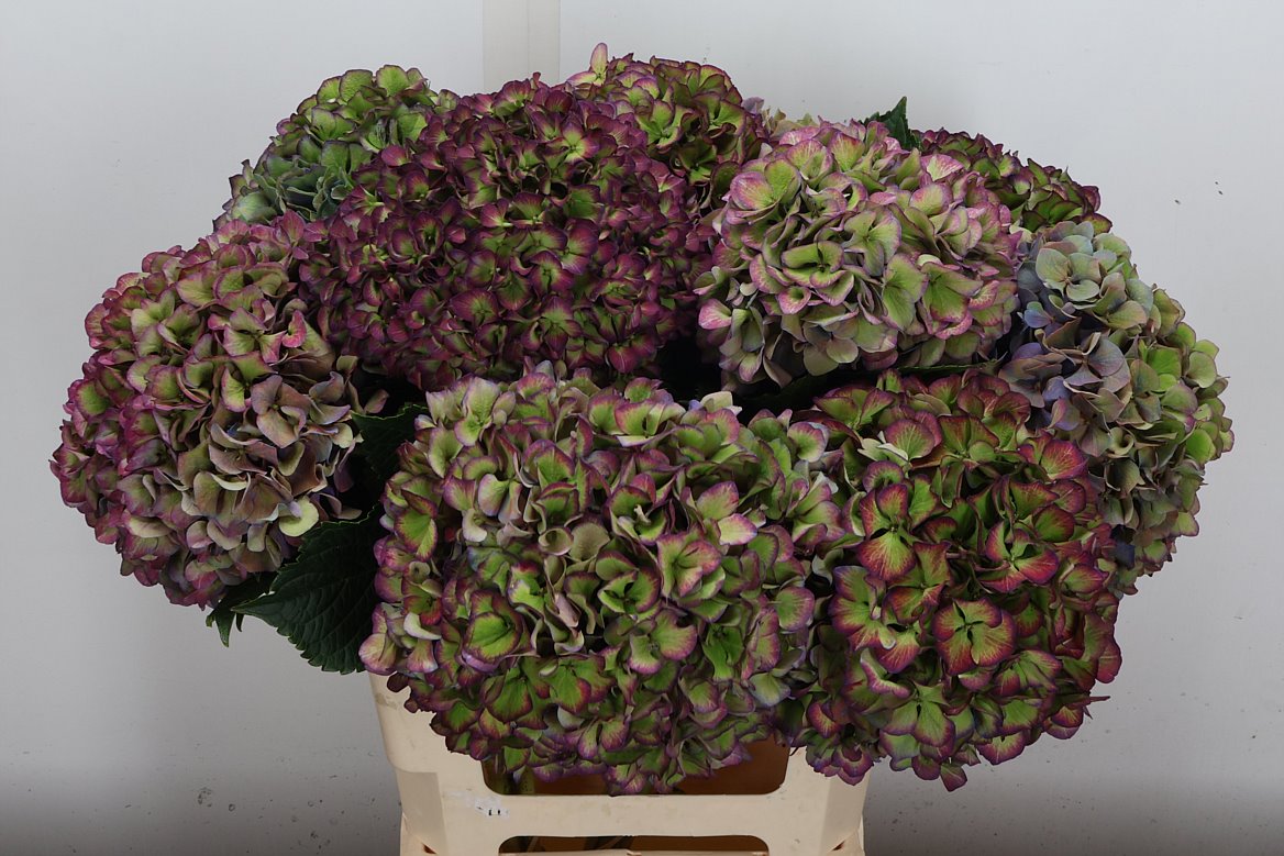 Hydrangea Glowing Alps Purple Classic 60cm 18-20cm Hd