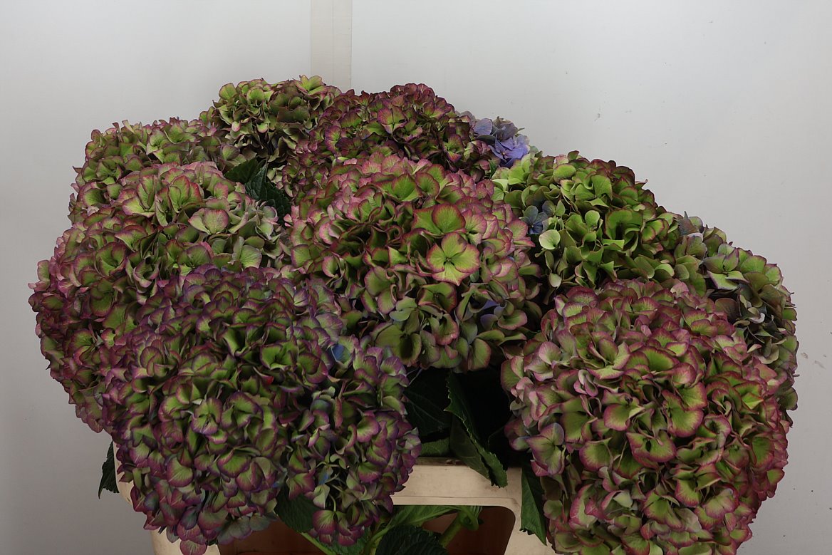 Hydrangea Glowing Alps Purple Classic 80cm 20-22cm Hd