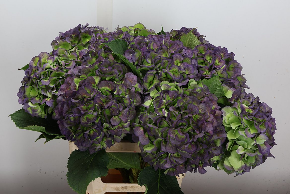 Hydrangea Verena Blue Classic 60cm 18-20cm Hd