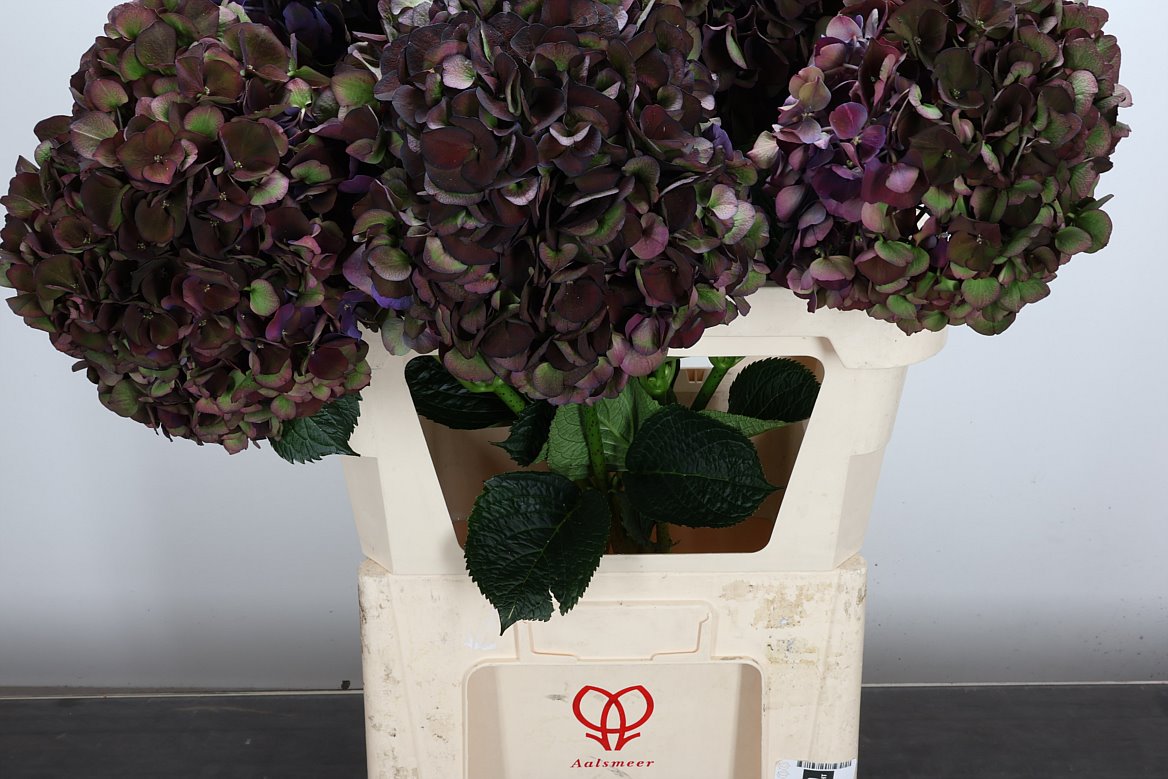 Hydrangea Verena Blue Classic 80cm 20-22cm Hd