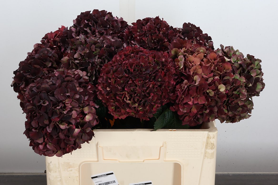 Hydrangea Dark Ruby Classic 50cm 16-18cm Hd