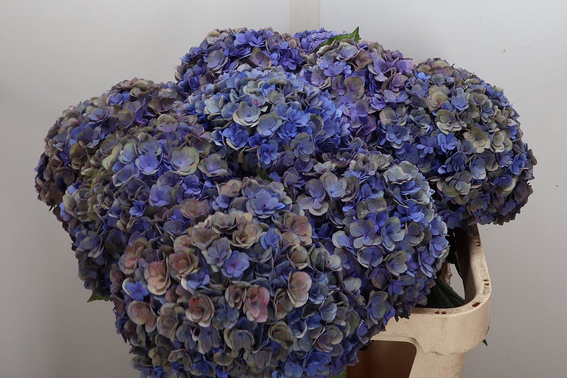 Hydrangea Royal Anastasia Classic 80cm 19-21cm Hd
