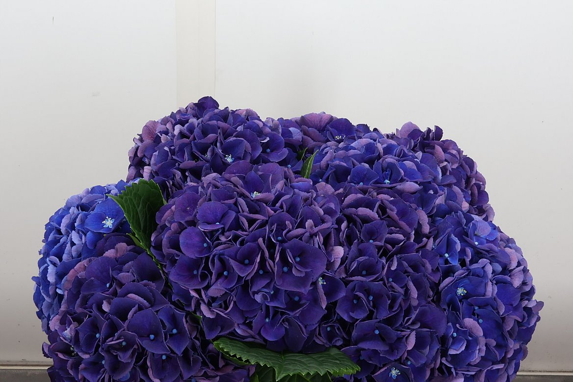 Hydrangea4937　0806 Hydrangea Royal King | Hydrangea | Hydrangea | All flowers