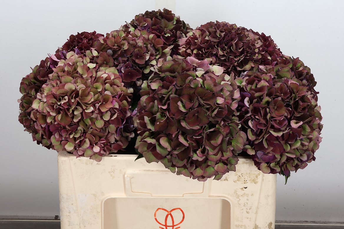Hydrangea Rubyred 50cm 16-18cm Hd