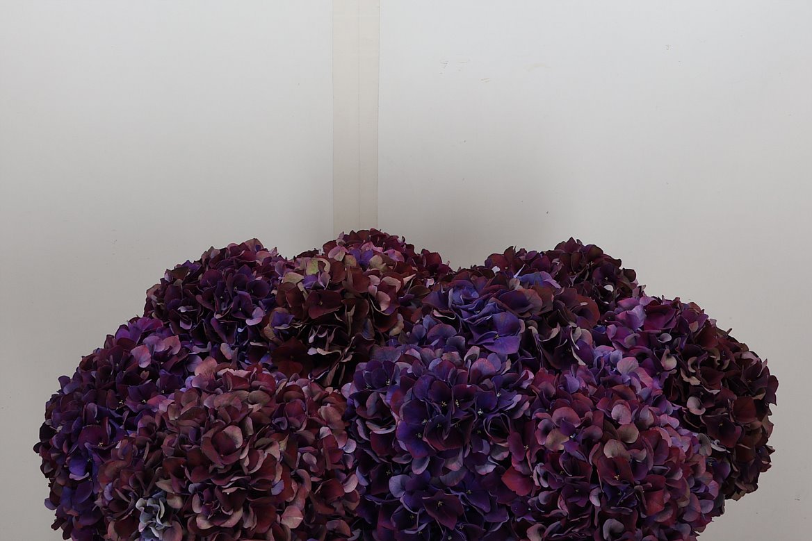 Hydrangea Rubyred 60cm 18-20cm Hd
