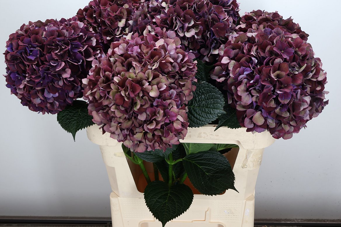 Hydrangea Rubyred 80cm 20-22cm Hd