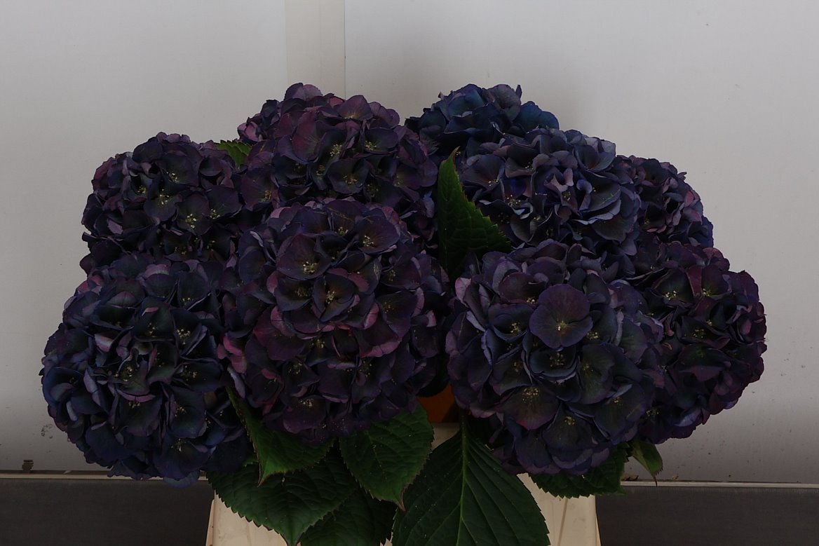 Hydrangea Royal King Classic 40cm 14-16cm Hd