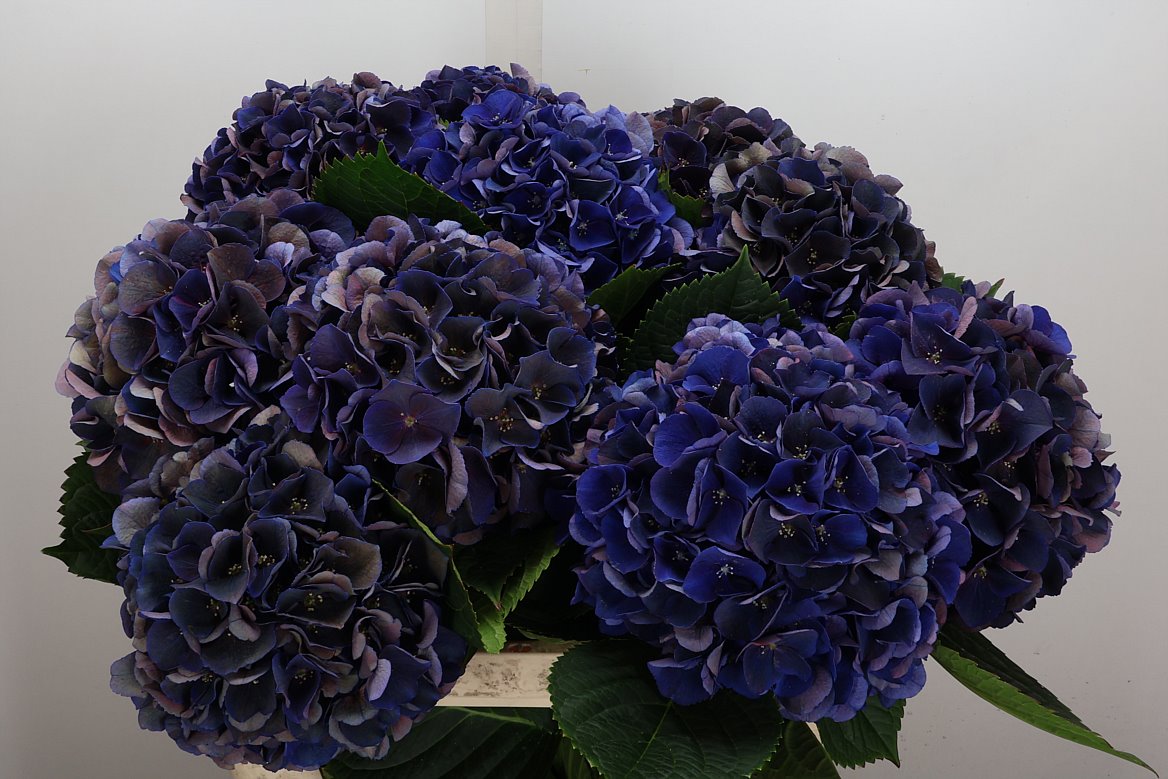 Hydrangea Royal King Classic 80cm 18-20cm Hd