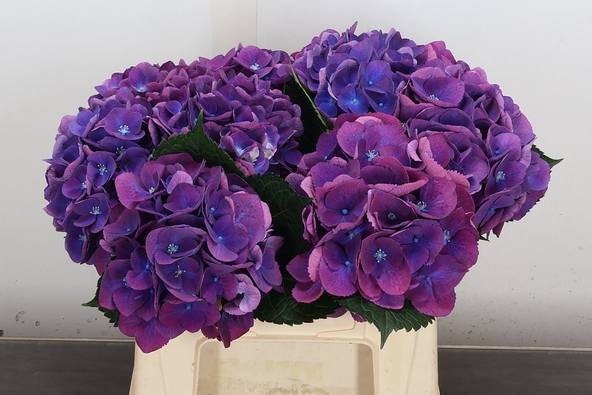 Hydrangea Royal Opera 40cm 12-14cm Hd