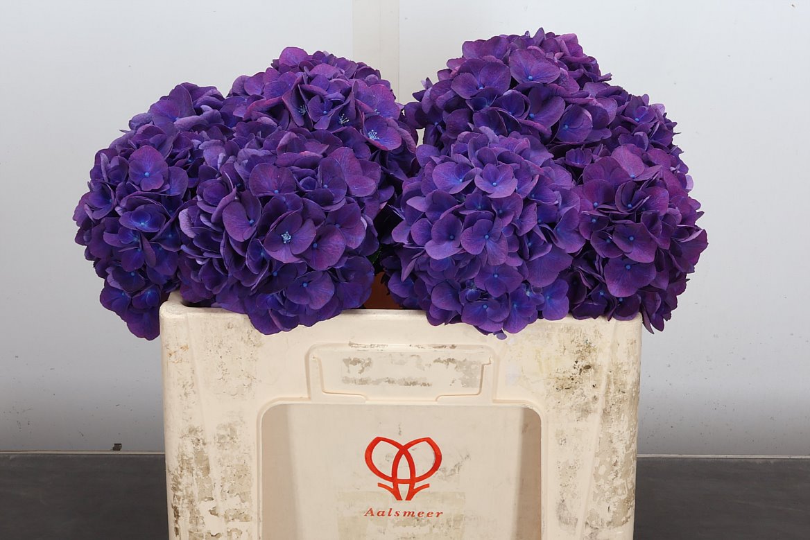 Hydrangea Royal Opera 50cm 14-16cm Hd
