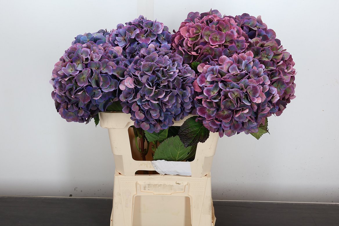 Hydrangea Royal Opera Classic 60cm 18-20cm Hd