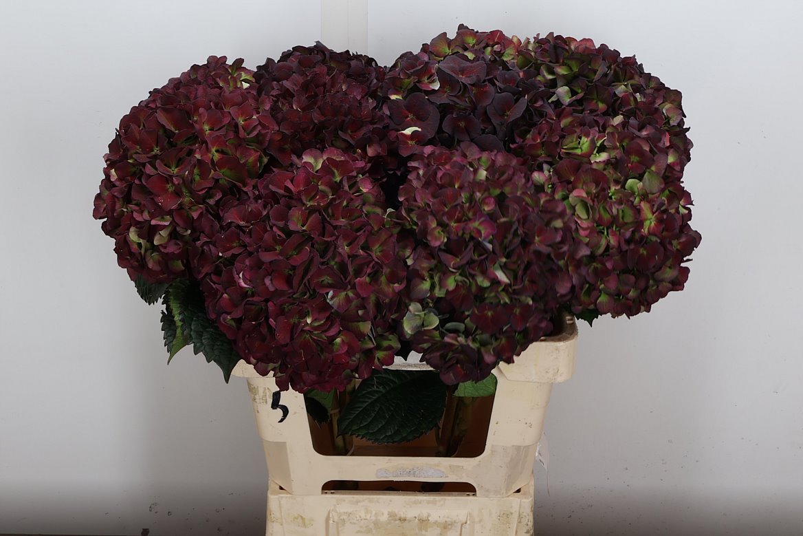 Hydrangea Sweet Ruby Classic 60cm 17-19cm Hd