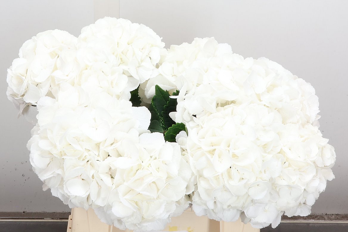 Hydrangea Royal Princess 40cm 14-16cm Hd