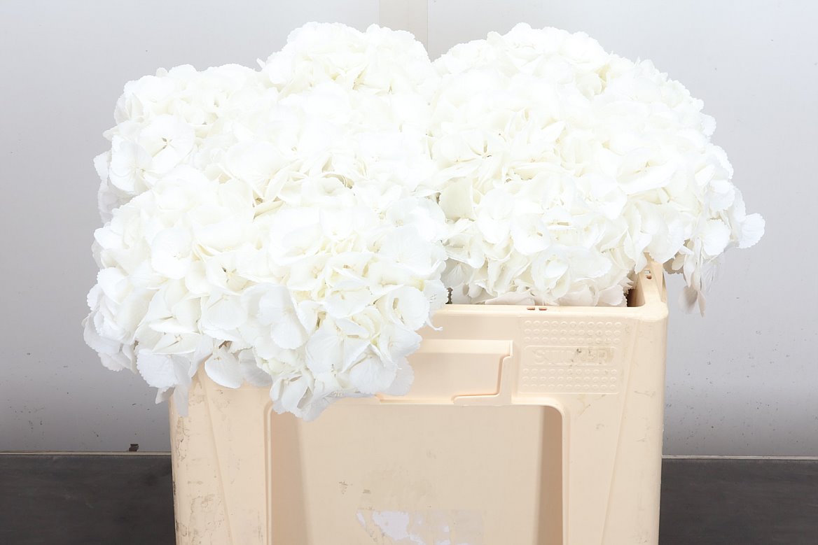 Hydrangea Royal Princess 50cm 16-18cm Hd