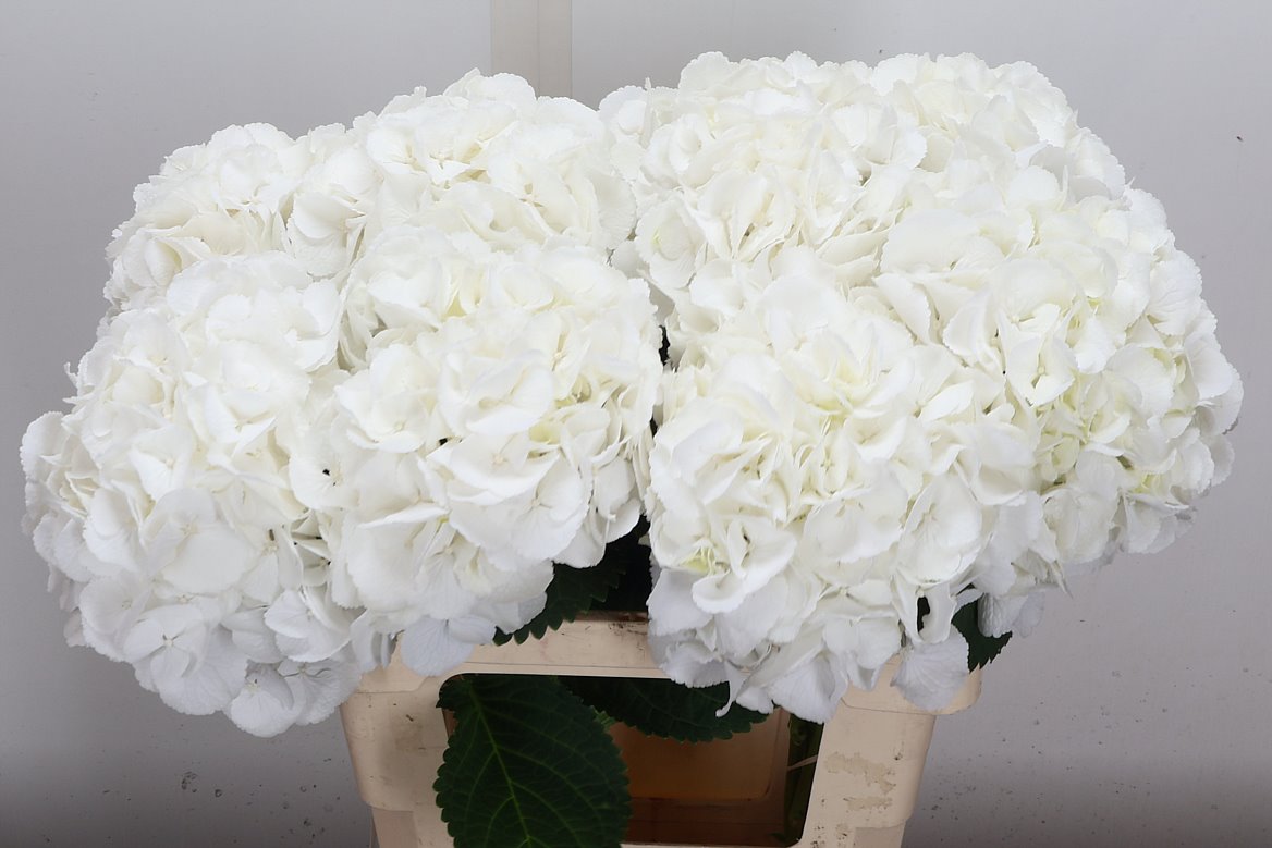 Hydrangea Royal Princess 60cm 17-19cm Hd