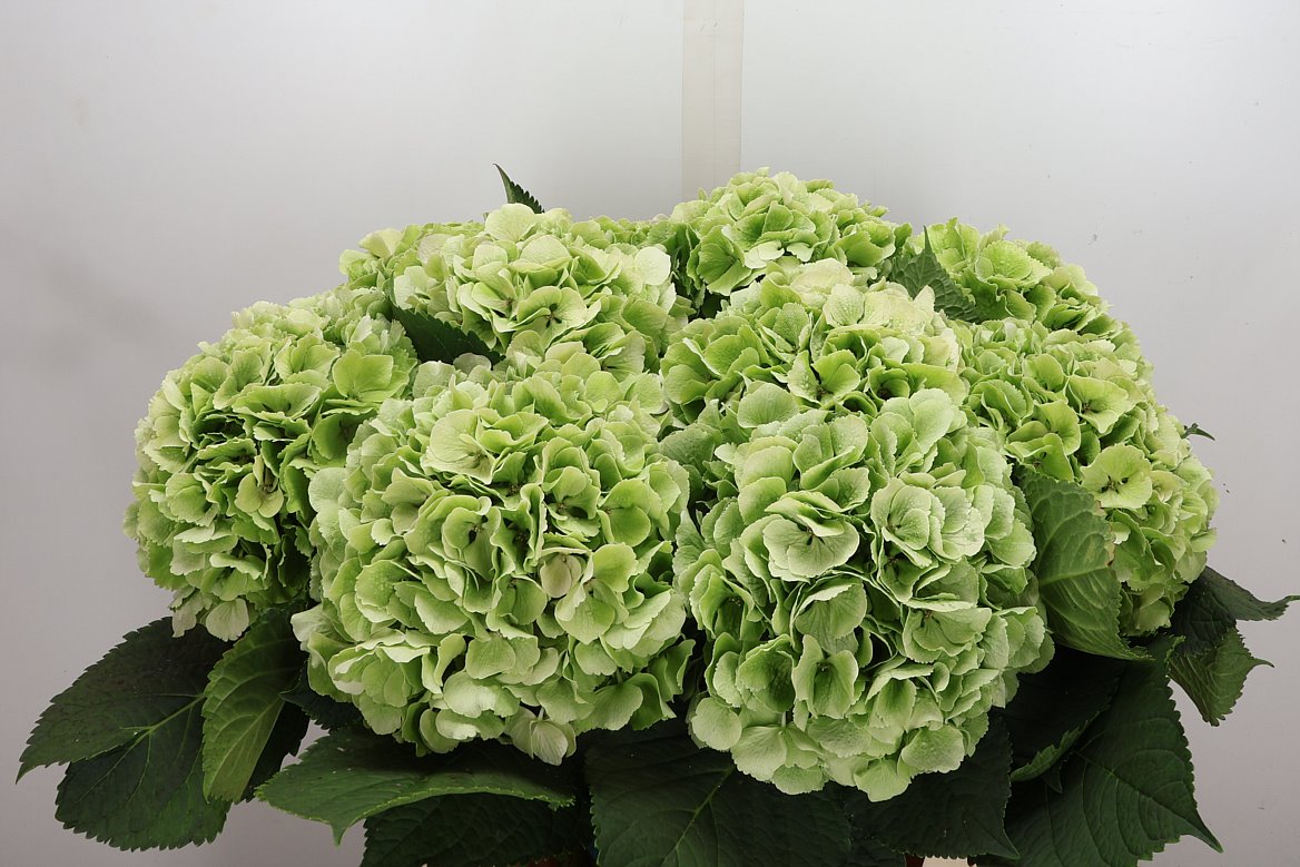 Hydrangea Verena Classic 80cm 20-22cm Hd