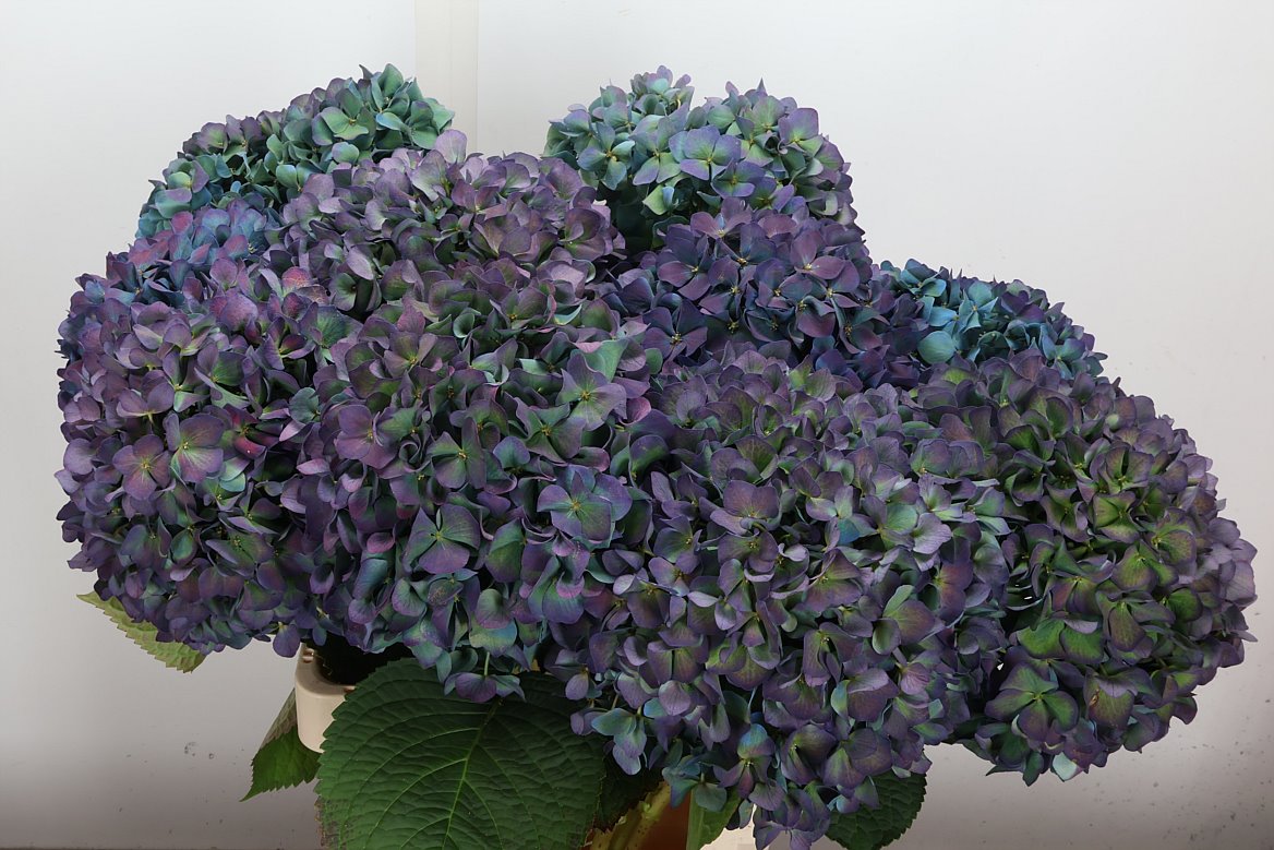 Hydrangea Pimpernel Classic 65cm 19-21cm Hd