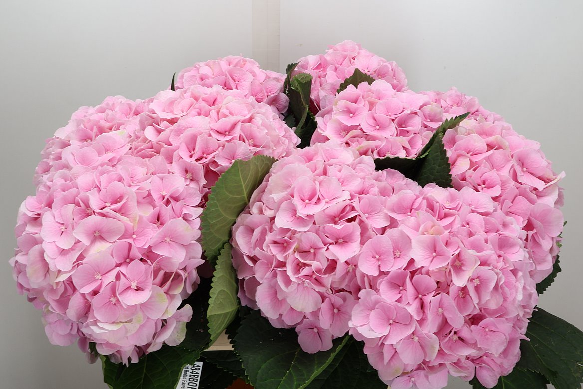 Hydrangea Verena 80cm 20-22cm Hd