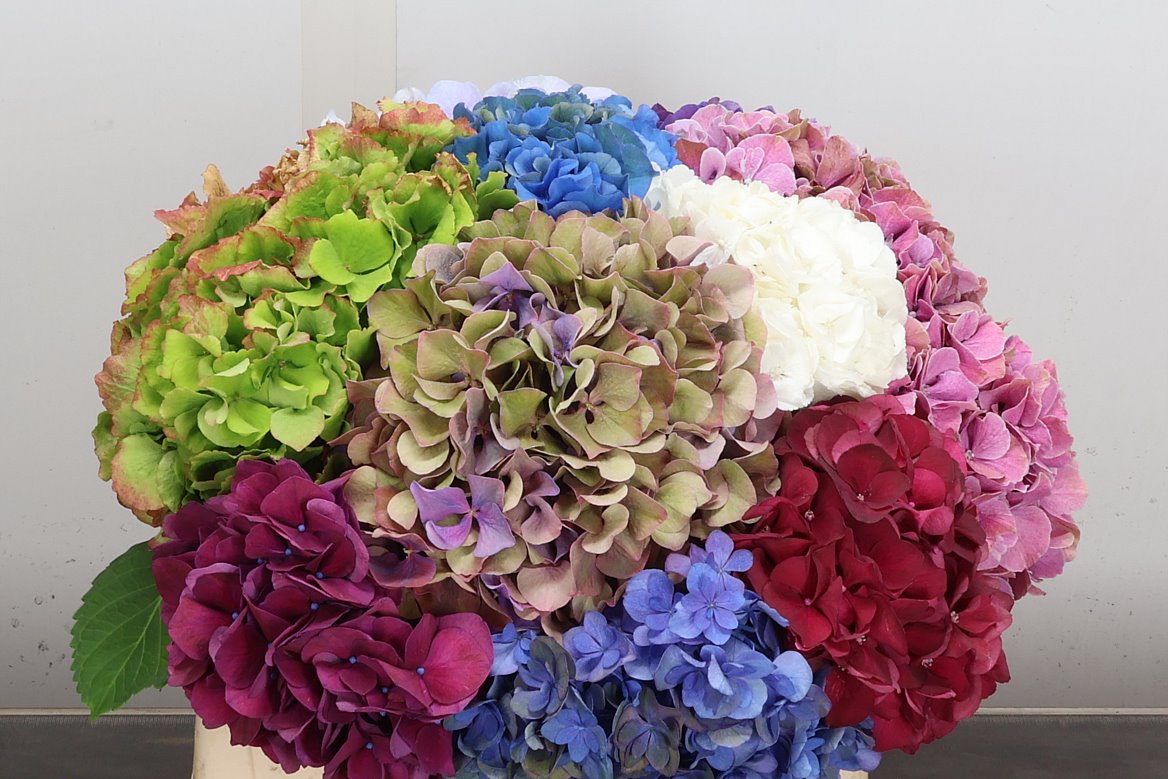 Hydrangea Mix 40cm 12-14cm Hd