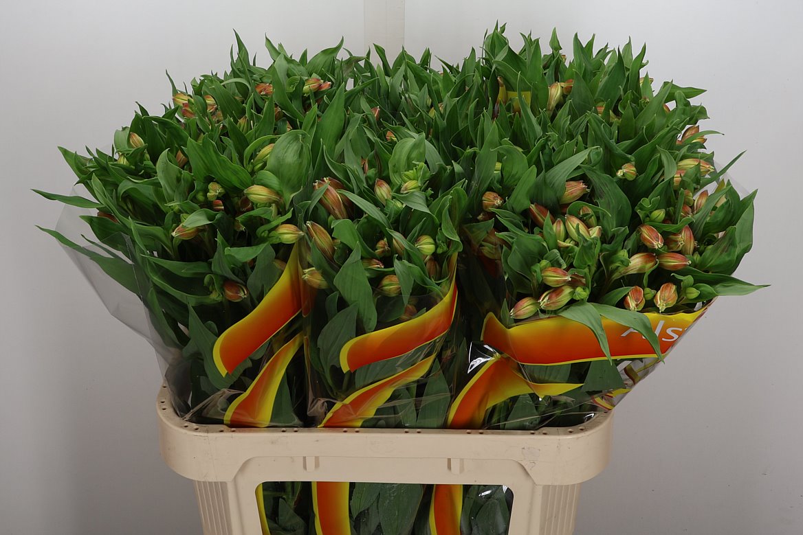 Alstroemeria Bali 75cm 60gr.