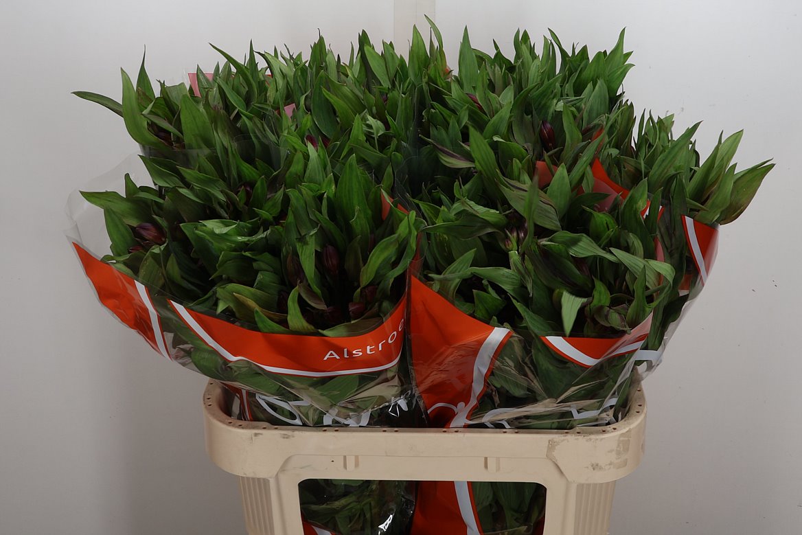 Alstroemeria Hiphop 75cm 55gr.