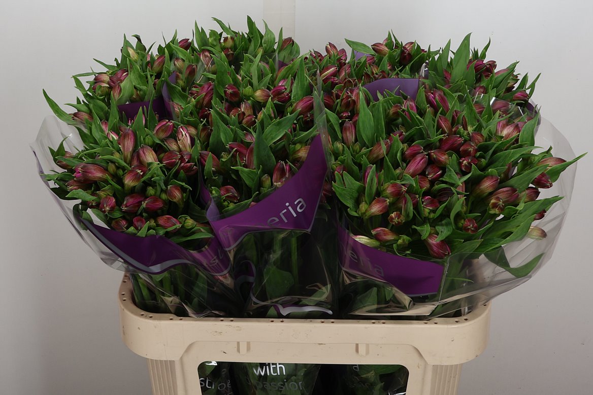 Alstroemeria Casanova 75cm 85gr.