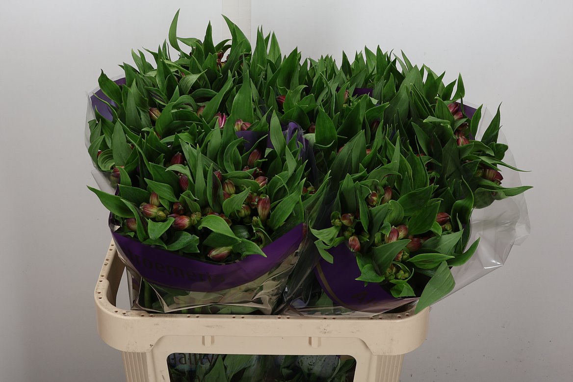 Alstroemeria Casanova 75cm 75gr.