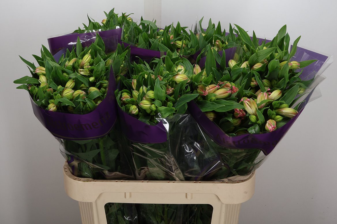 Alstroemeria Wonder Sweet 75cm 70gr.