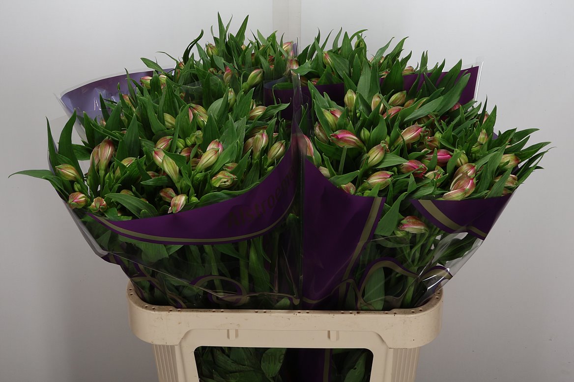 Alstroemeria Avianna 75cm 65gr.