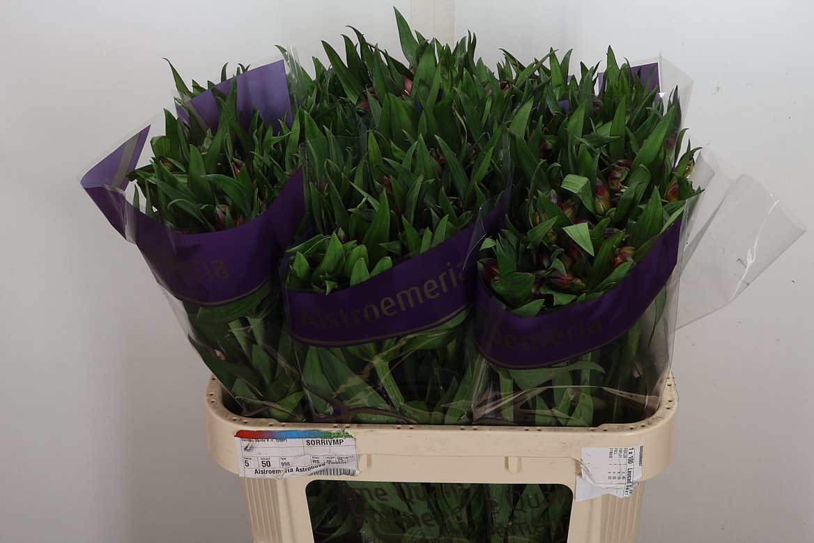 Alstroemeria Morado 75cm 80gr.