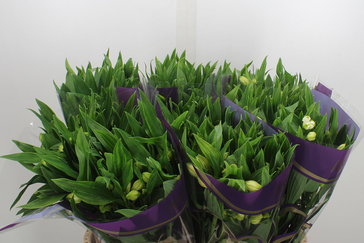 Alstroemeria White Swan 75cm 70gr.