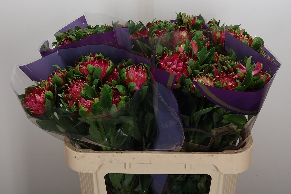 Alstroemeria Fashionista Sofiena 70cm 65gr.