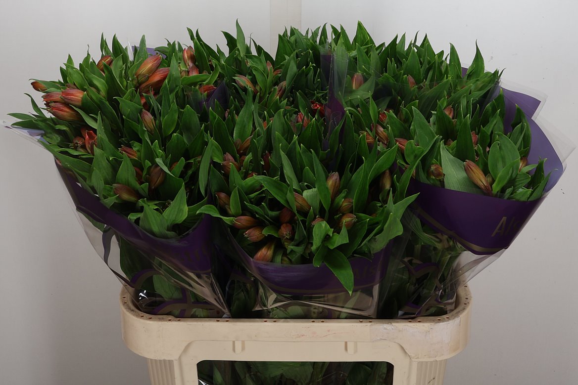Alstroemeria Vixen 75cm 70gr.