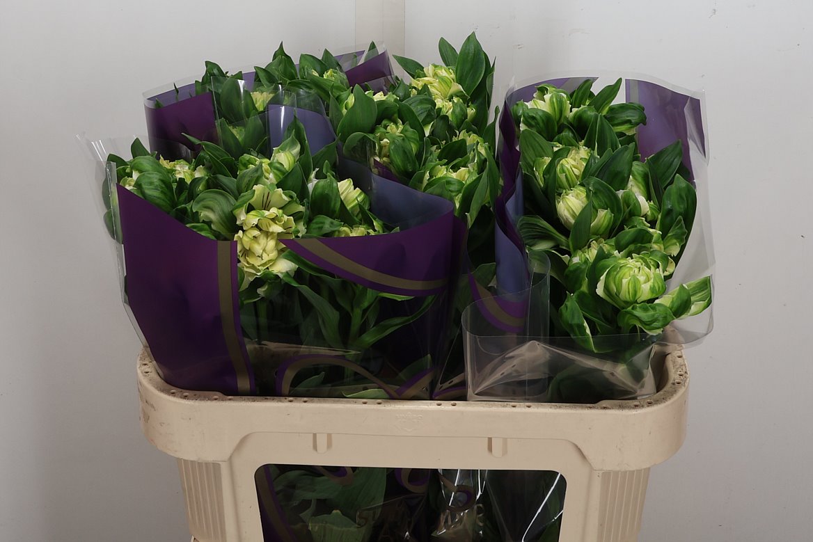 Alstroemeria Fashionista Couture 70cm 55gr.