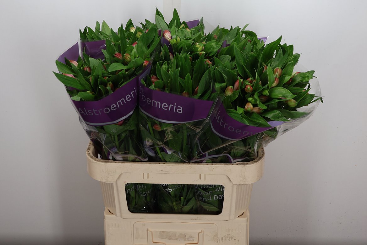 Alstroemeria Panorama 75cm 60gr.