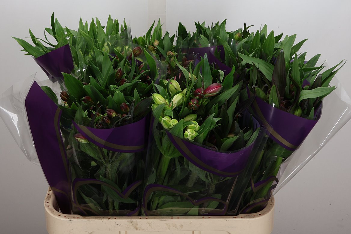 Alstroemeria Mix Per Bunch 75cm 75gr.