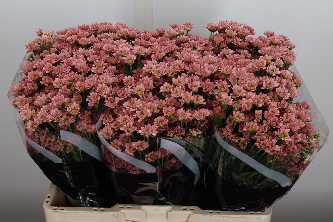 Chrysanth Santini Pixel Blush 55cm 36gr.