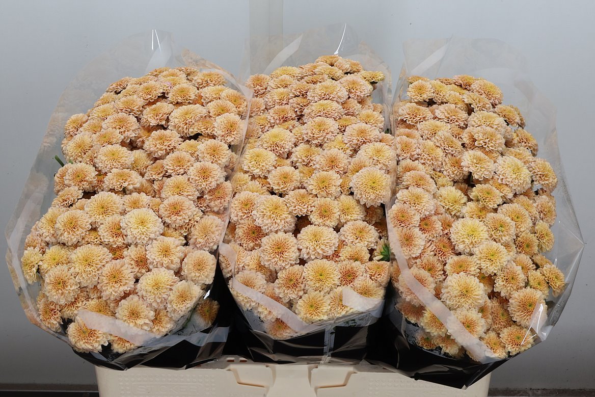 Chrysanth Santini Miller Salmon 55cm 40gr.