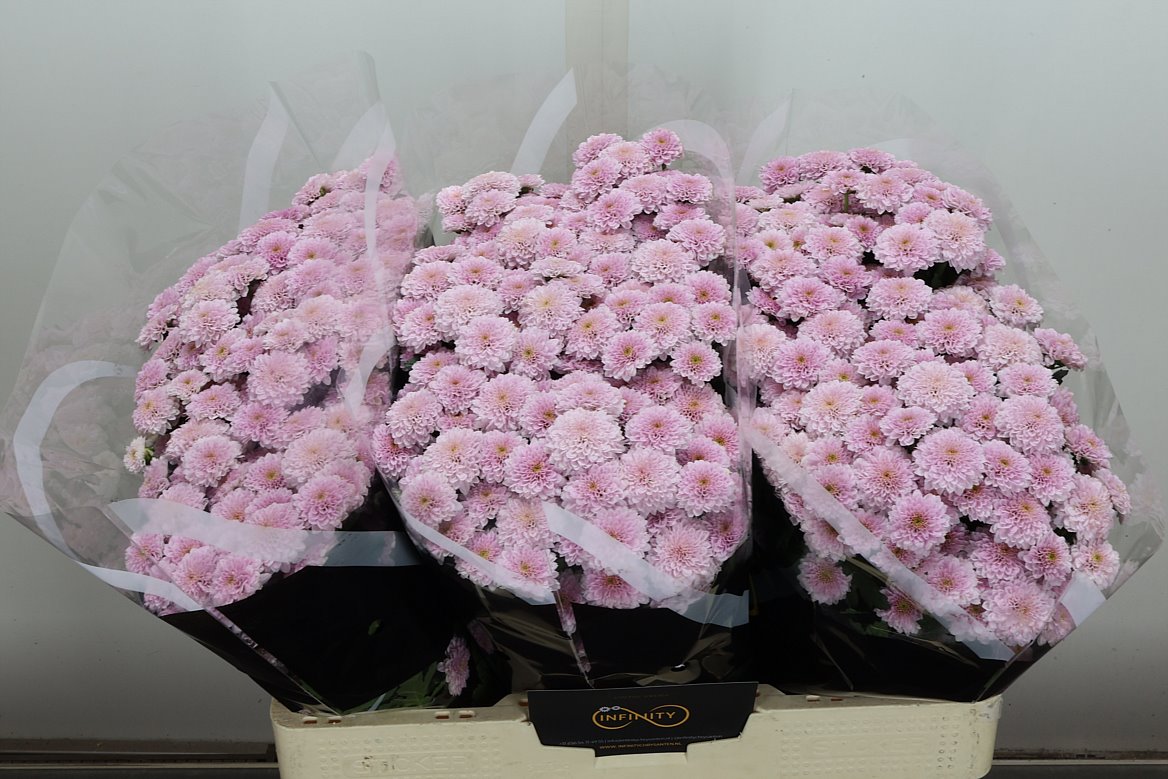 Chrysanth Santini Miller Sweet 55cm 40gr.