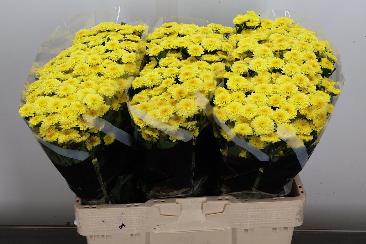 Chrysanth Santini Miller Yellow 55cm 40gr.