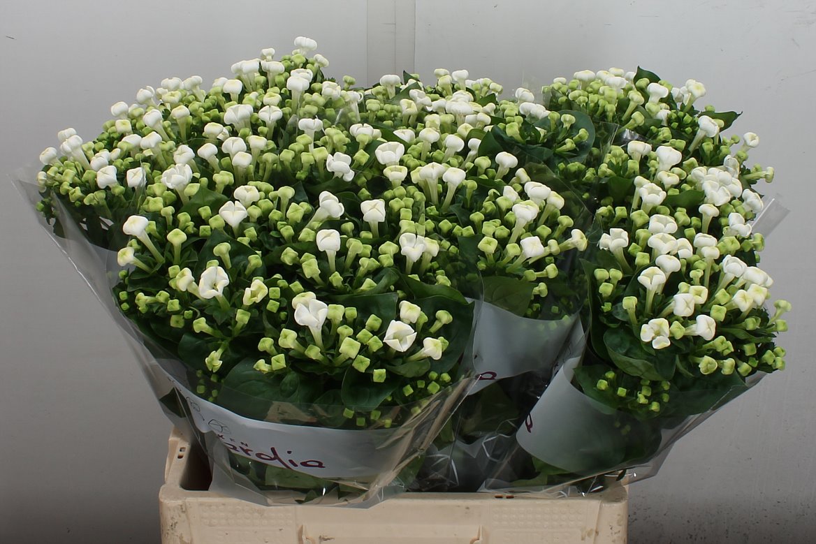 Bouvardia Single White Sensation 60cm
