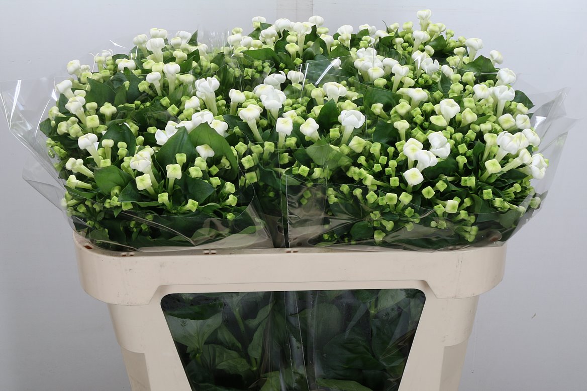 Bouvardia Single White Sensation 70cm