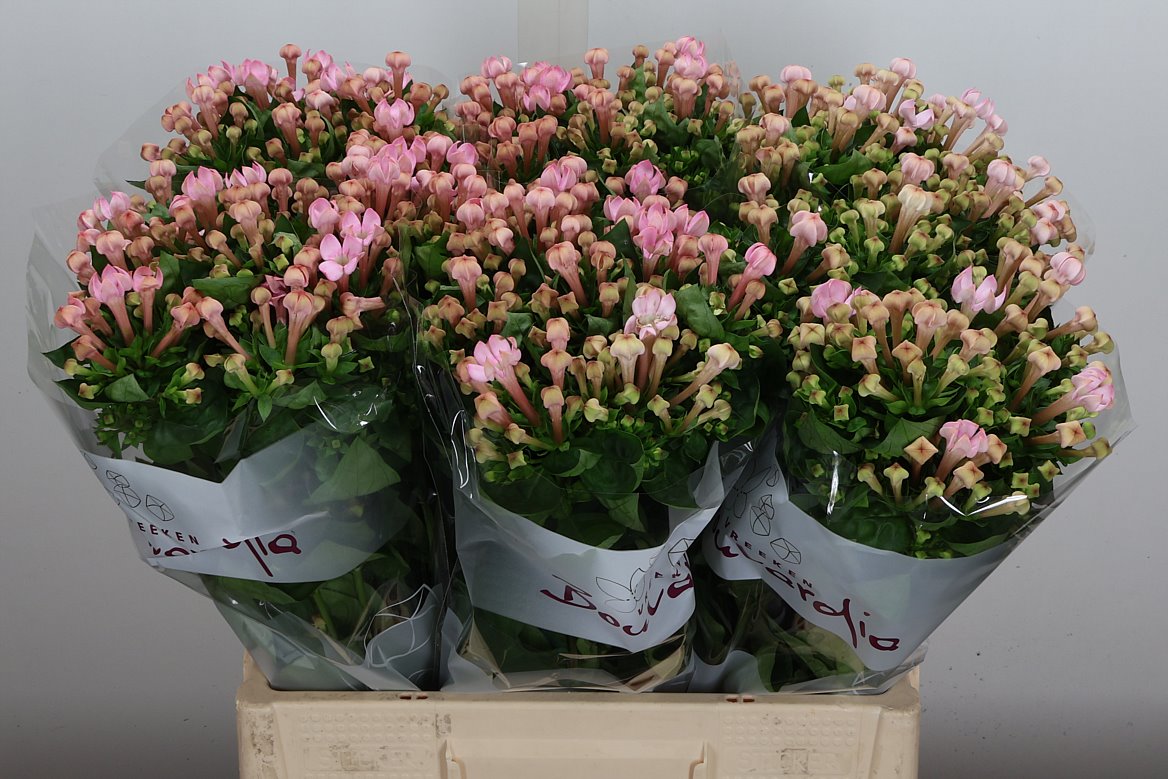 Bouvardia Single Sweet Jewel 60cm