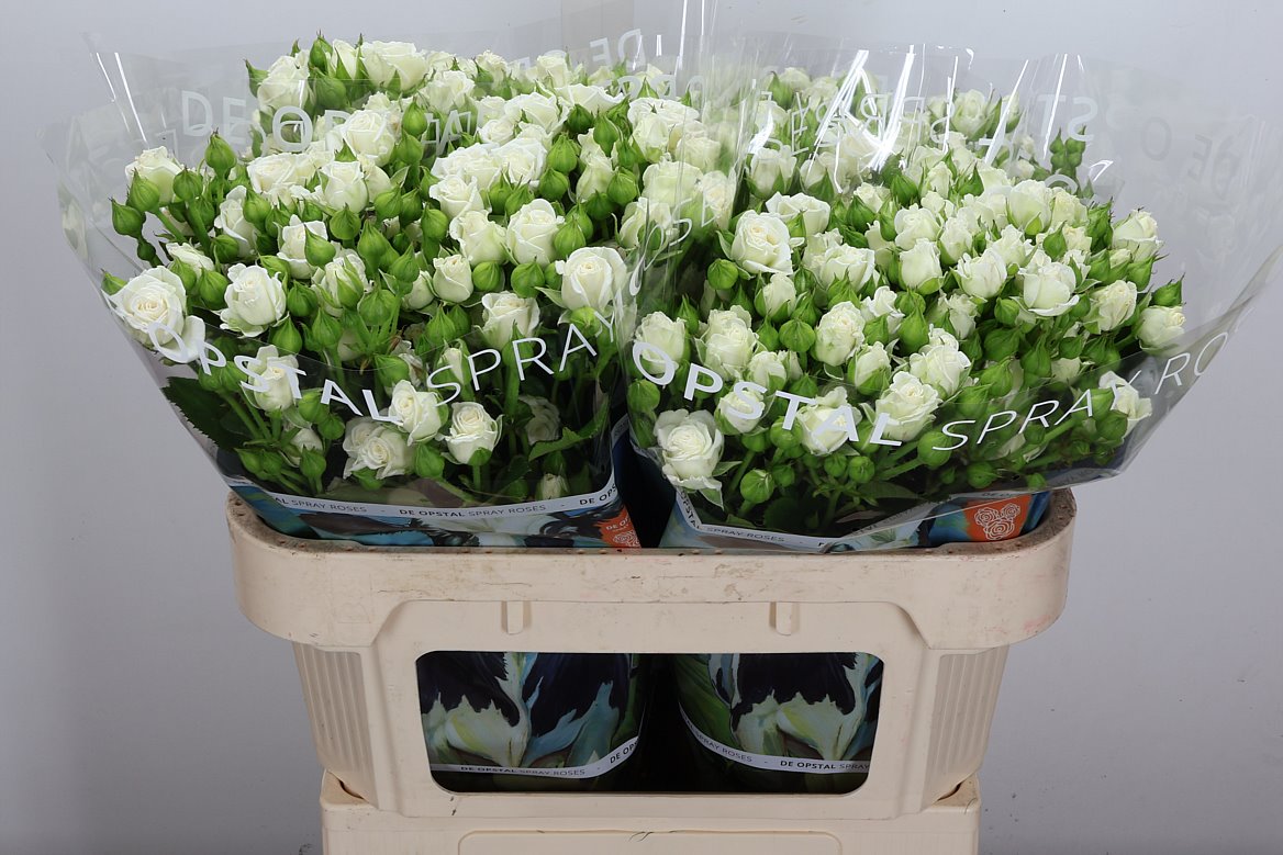 Rosa Spray White Lady 70cm 6+