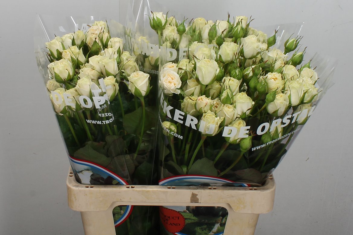 Rosa Spray Belarus+ 60cm 4+