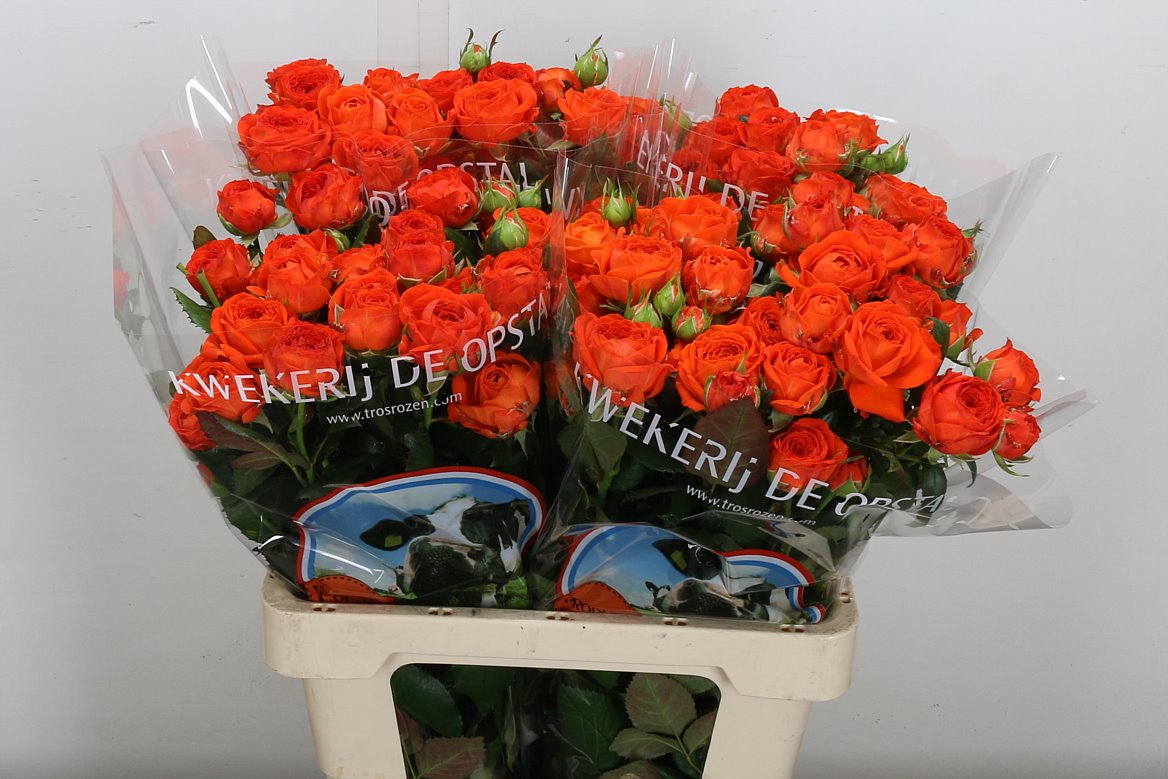 Rosa Spray Amata 60cm 3+